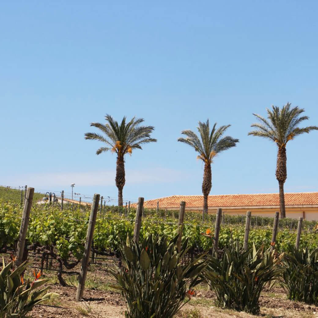 Sizilien / Rotwein